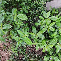 有没有人认识这个植物的？我们村里面的人说吃这个可以怀男宝，备孕的时候吃，哈哈哈！不要喷哈，娱乐笑...