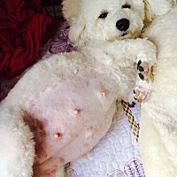 看见别人家怀孕的狗都让我很羡慕