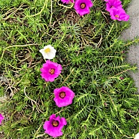 ！！！二十七周，越来越不喜欢吃肉肉，只喜欢吃水果，而且是那种不便宜的水果哦，有同款宝妈吗