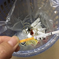 下半年备孕开始了啊，被公公婆婆崔怕了，第一个月用金秀儿试纸在测排卵，现在就不想坚持了。。。。