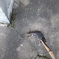 一大早起来说去买早餐，一打开门，就看到旁边有一条蛇，吓个半死，我把它打死了，打死之后手脚都软了，...