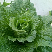 现在对肉。特别厌恶。。。。有没有同样状况的孕妈妈  只想吃绿色的蔬菜