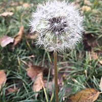一胎的时候也没备孕，不避孕没多久就怀了！今年想着备孕二胎，最好赶在过年的时候生，这样能回老家坐月...