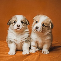 孕期养狗可以吗？我好喜欢猫猫狗狗的，可今年准备怀孕老公不让养。家里的一只橙猫一只泰迪，老公平时工...