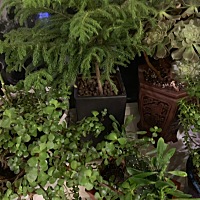 晒花，晒完碎觉！家里64盆花了。这两天更加痴迷。每天早上六点起床锻炼一小时后，就捣鼓花，我老公给宝...