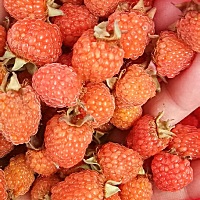 有多少人认识的