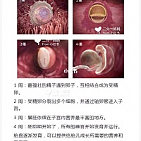 宝宝在子宫里的发育全过程