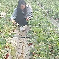 自从怀孕流了一些咖啡色的血，就很少走动，前两天老公拉着出去摘草莓，吃饭，逛街买三金，花了一万多，...