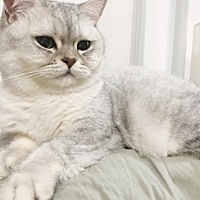 之前不知道自己已经怀孕，现在大概5周～ 家中有一只猫，前几周的时候给它产过屎 大概一天一次吧，没有戴...