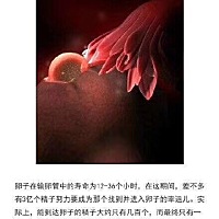 【3D呈现子宫中胎儿0-40周的发育全过程！】非常完整直观，让你知道宝宝什么时候有心跳，什么时候适...