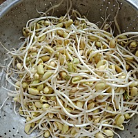 我弄的豆芽可以吃了，虽然有点参差不齐的