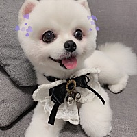 怀孕期间到底能不能养狗啊 ，她每天都跟我睡觉的 ，都不离开我的 ，洗澡都是很勤的 ，驱虫那些现在有驱...