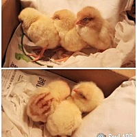 养宠物只知道猫狗，看看我养的宝贝是什么！   哼，soul上面大家都秀自己养的猫和狗。 我不服，我给大家...