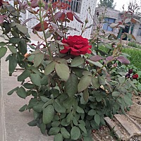 有个不省心的婆婆，跟她说了给我吃的月子餐，不要放任何调料，和辣椒，只要放一点点盐就行，她老是忘。...