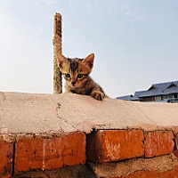 月经推迟十二天了，第十一天测试还是一条杠，今天测试排卵还是一条杠，神啊，我这处于什么阶段啊，下午...