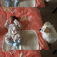 今天过了三天出院啦，几天没看到狗子，一回来没人理它不知道抱着个什么东西…强势围观一下😂