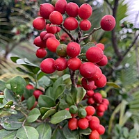 18年是我最想哭的一年。好不容易怀上宝宝了。结果没胎心被拿掉了。休息了半年。准备下个月要宝宝。宝宝...