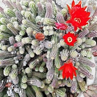 今天宝宝刚刚满月，我也刚出月子，婆婆跳舞回来，她说，都已经出月子了还不做饭吃，总感觉婆婆不是人，...