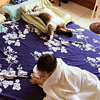 小主人跟猫咪在家里的地位大小一看就知了!哈哈哈