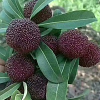 家里的黑炭杨梅都卖光了，东魁杨梅上市了，很想吃，但家里人不让吃，说坐月子吃了对牙齿不好，看来今年...