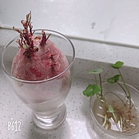 期待已久的水培植物中午发芽啦，心情美美哒^_^^_^
