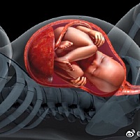 原来胎盘是这样娩出的惊] ​