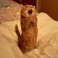 一只放声高歌的橘猫..... ​​​