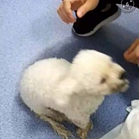 心毒的婆婆把我的狗打成下肢瘫痪我前脚刚回四川，第二天就把我养的小比熊下肢打成瘫痪，神经失去知...