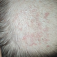 宝妈们有谁知道这是起的什么那一直就这样我不下去也不变多，求告知