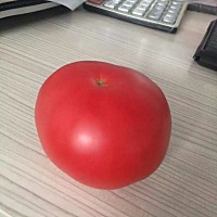 一天一个 水果太贵吃不起了，😄下次不知道该什么时候检查了，坐标河南，西红柿2.5一斤，黄瓜1元，...
