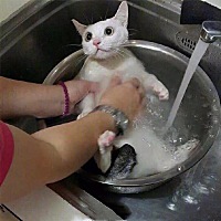猫的眼神有点奇怪，我老公给猫咪洗澡，求猫的心理阴影￼ 猫：你确定只是给我洗澡