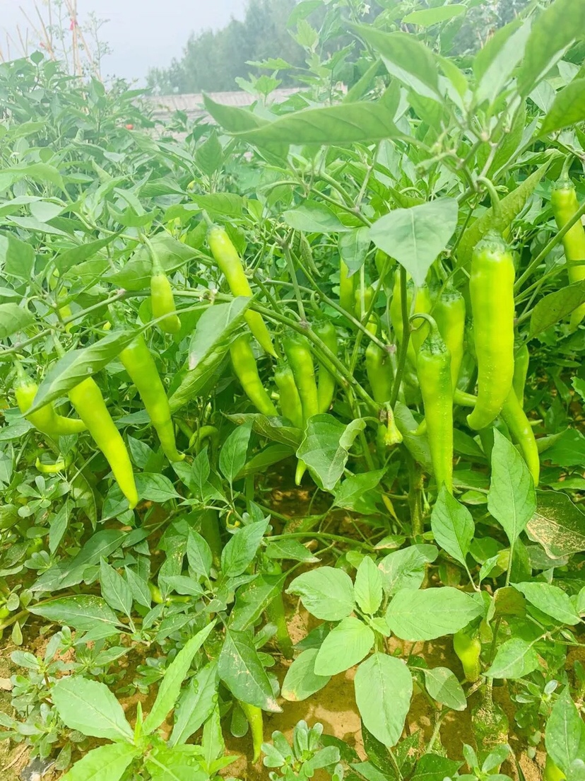 最近几天在老妈家住的真舒心啊，我爸说下雨之后蔬菜很好，让我赶紧摘点菜拿回去， 还是爸妈对我好 吃自己家的有机蔬菜 棒棒哒
