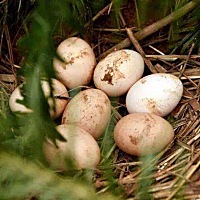 土鸡蛋惹的家庭矛盾，婆家到娘家有两百多公里，开车得两三个小时，上次去娘家，我妈给我闺女攒了一...