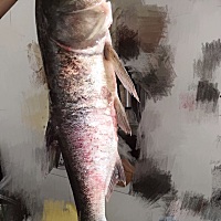 爷爷奶奶去河里弄的正宗河鱼花鲢4斤左右！宝宝看到很开心！都想用嘴咬