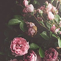 宝妈们，产后40天能吃葡萄🍇，苹果吗，常温的？