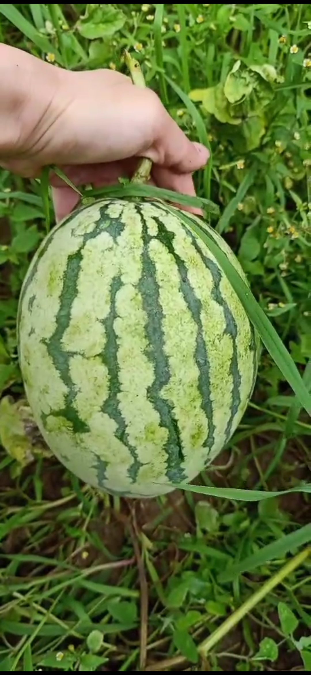 单位初熟无公害西瓜