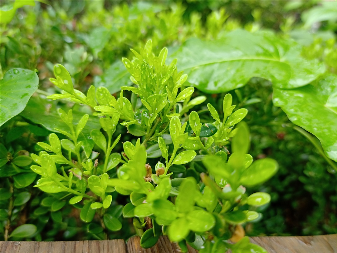 嫩绿色看着心情好