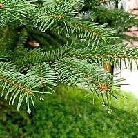 雨后美景，你们都喜欢嫩绿色吗？ 青翠欲滴 嫩绿色看着心情好