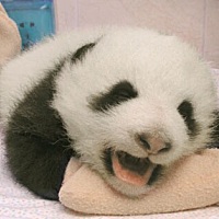 在逛圈的时候看到好多孕期便秘的贴子，今天就分享一个治疗孕期便秘的方法，在我孕期去产检的时候碰到一...