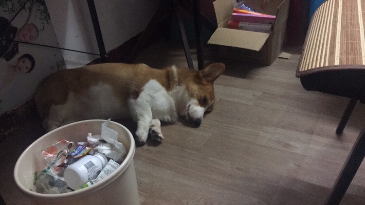 每天能吃能睡的狗子