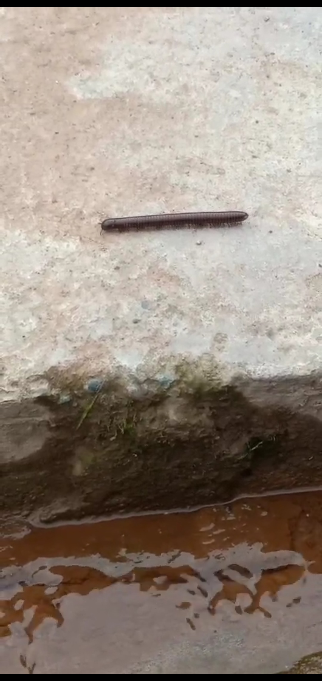满地都是这样的大虫子 家里经常爬进来 我坐在床上都怕 吃饭的时候墙壁上偶尔还会掉下来 会不会掉到桌子上就看运气了