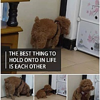 想问问有妈妈们养泰迪犬吗？ 纯种，五岁，男孩子 感谢🙏