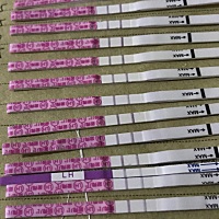听说天天拿这测，对于助孕挺好，金.秀.儿的排卵纸，买了两个月的量，先用用看看