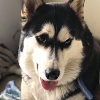 智商这块也从来没赢过😂🐶