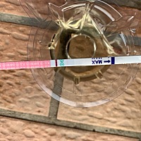 月经二十九天后八天第一次排卵试纸条一红一线我觉得以为我不可能可准，算是会不会可精同房会怀孕吗？ ……