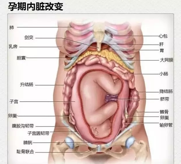 2.产后盆底训练，预防25年后的病。国外做过统计，有1/3的产妇在分娩后出现盆底松弛，并影响排尿。虽然这时还算不上严格意义上的尿失禁，但这部分人群，到了四五十岁时，发展成为尿失禁病人的比例非常高。因此，在国外，女性盆底功能修复作为一项政府工作在推广。在欧美及日韩等发达国家和地区，早在二三十年前就已重视女性盆底功能障碍问题，对产后42天的妇女进行常规盆底肌肉训练。