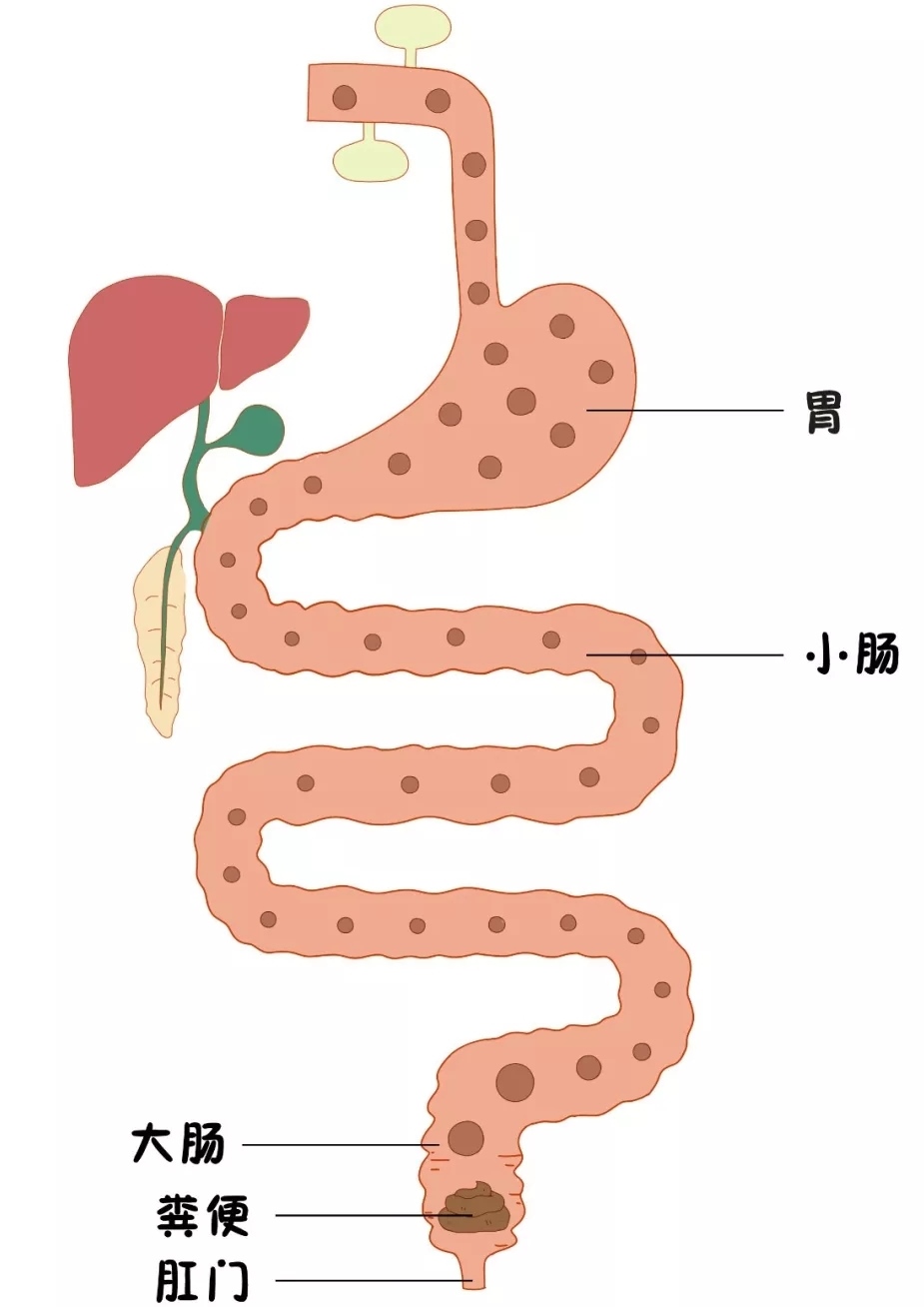 产后便秘，怎么办？
1.先从饮食下功夫
饮食营养丰富多样，粗细搭配得当,多吃流菜、水果的同时；多吃蔬菜和水果，多喝汤等。