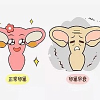 试管婴儿促排期间如何保养卵巢？ 大家知道促排卵是试管婴儿过程中一个重要的环节，它关系着后期获得卵子...