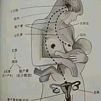 为什么哺乳期不能生气呢？ ㊙️因为生气会👇👇👇 👉1、导致奶少         原理很简单，奶是通过...