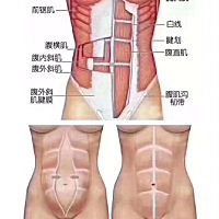 腹直肌分离没修复好的后果⚡ ⚠影响气血循环 ⚠产后腰痛 ⚠引起内脏脱垂、松弛，严重影响体型 ⚠压迫盆...